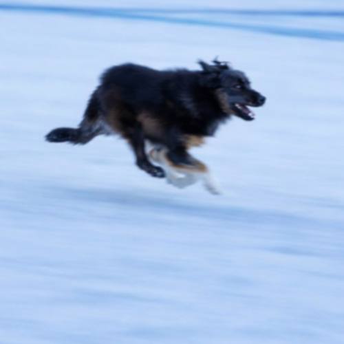 DOGGO — Born on Ice